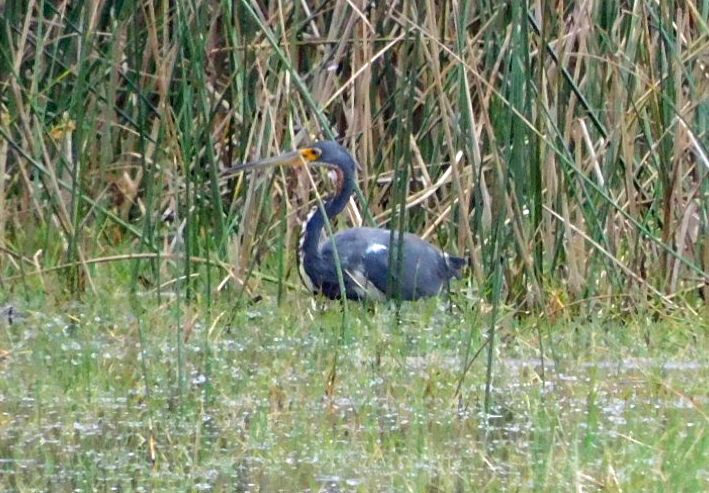 Tricolored Heron - ML644098729