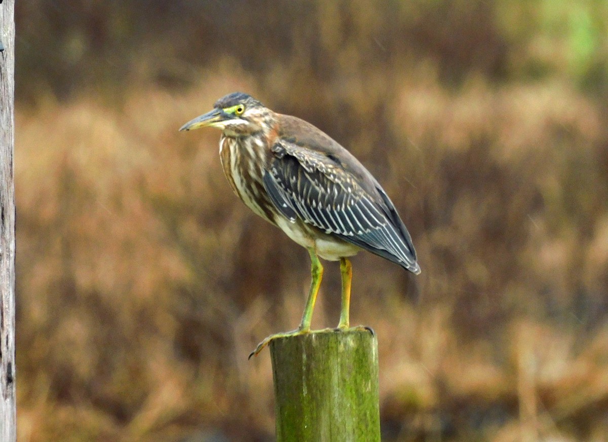 Green Heron - ML644098732