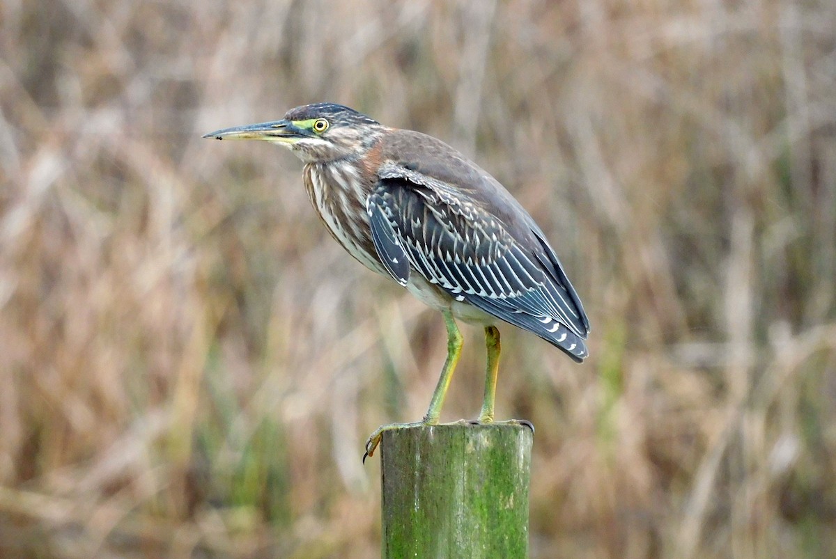 Green Heron - ML644098733
