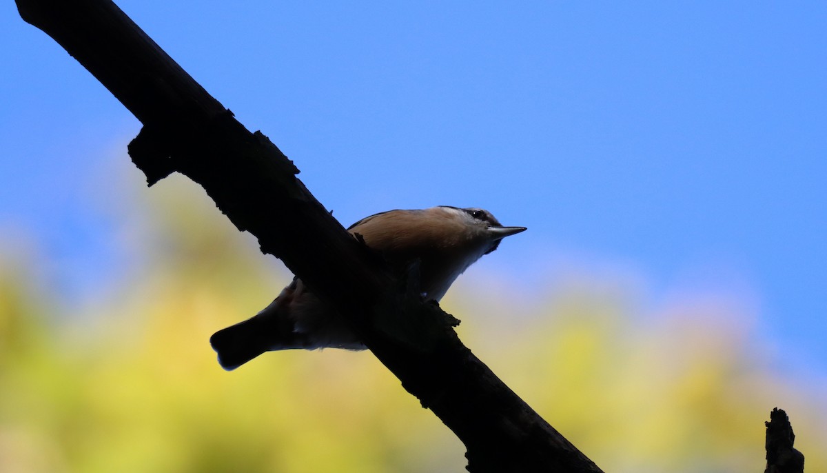 Garrapo eurasiarra - ML644098734