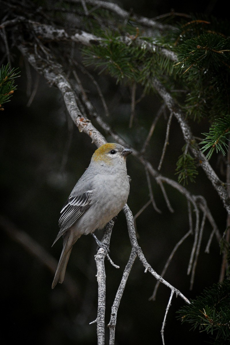 Pine Grosbeak - ML644098739