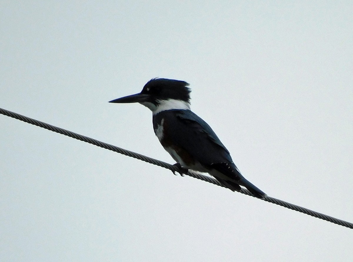 Belted Kingfisher - ML644098740