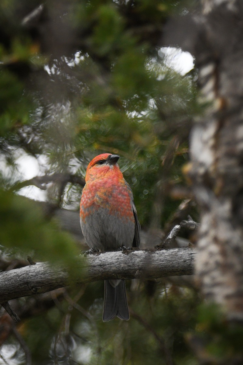 Pine Grosbeak - ML644098742