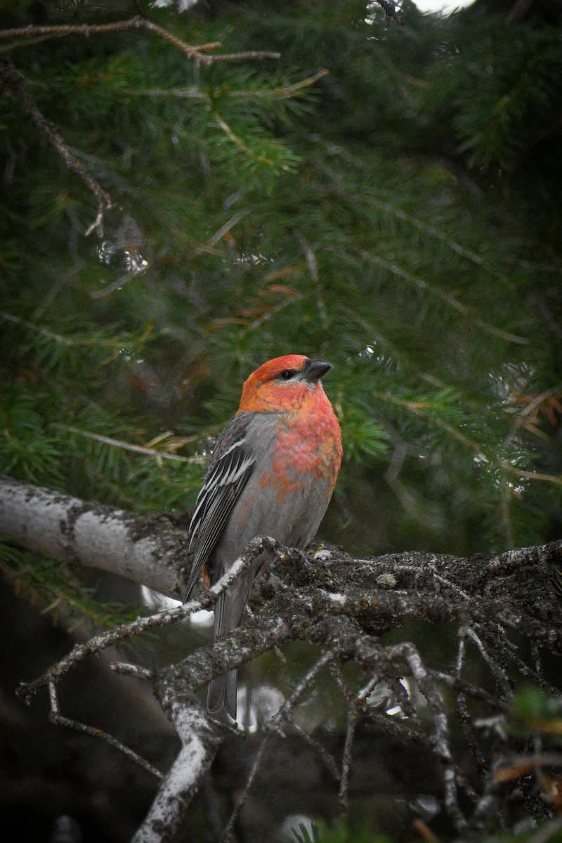 Pine Grosbeak - ML644098743