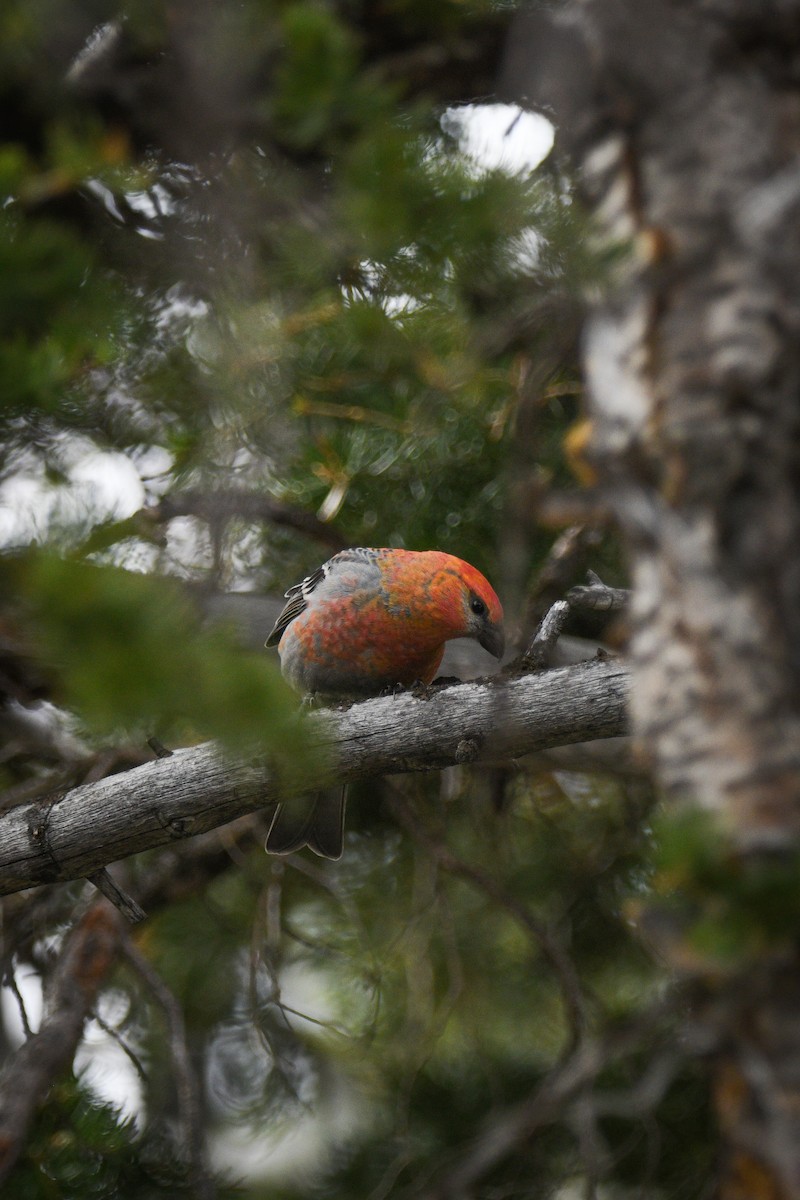 Pine Grosbeak - ML644098744
