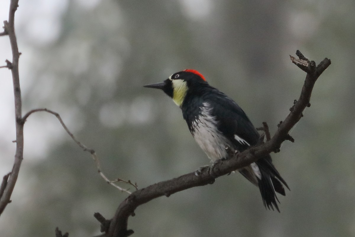 Acorn Woodpecker - ML644098745