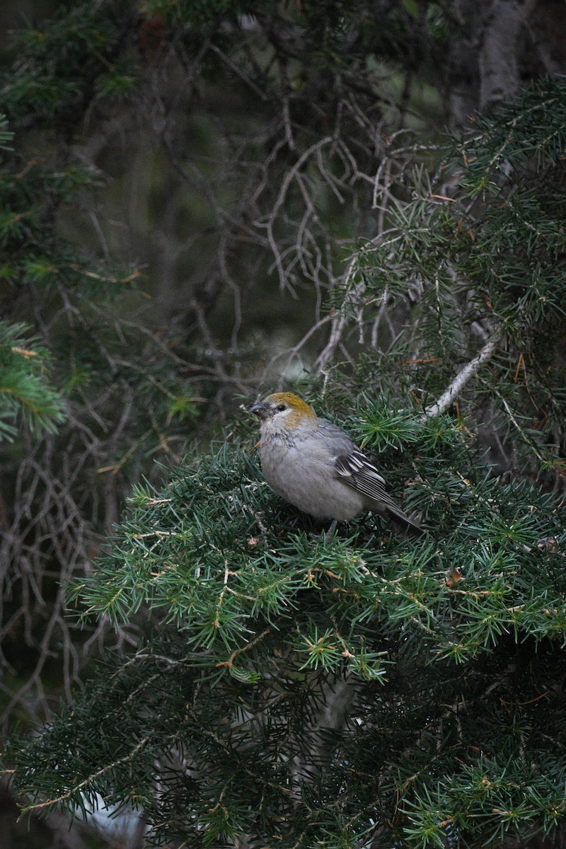 Pine Grosbeak - ML644098746