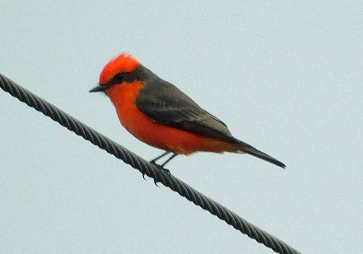 Vermilion Flycatcher - ML644098754