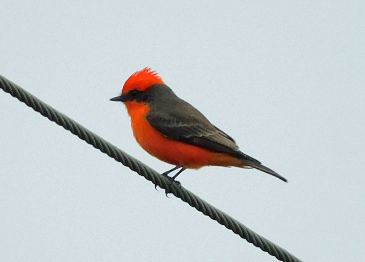 Vermilion Flycatcher - ML644098755