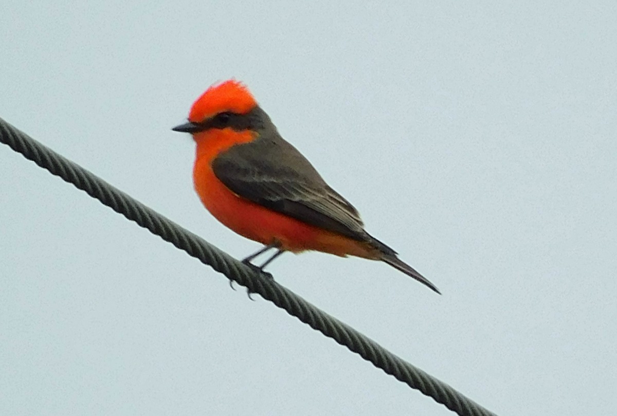 Vermilion Flycatcher - ML644098756