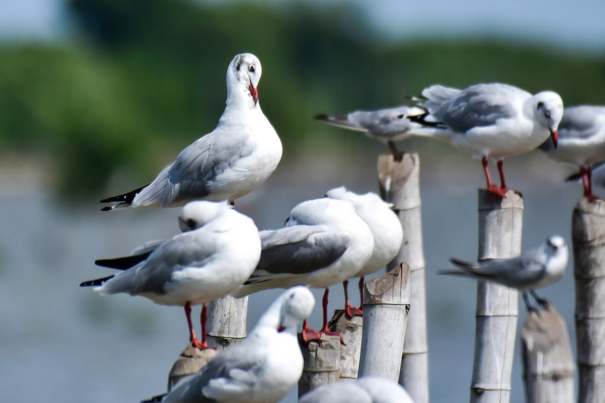 Brown-headed Gull - ML644098757