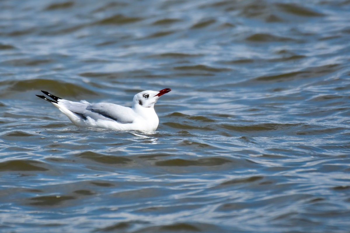 Brown-headed Gull - ML644098758