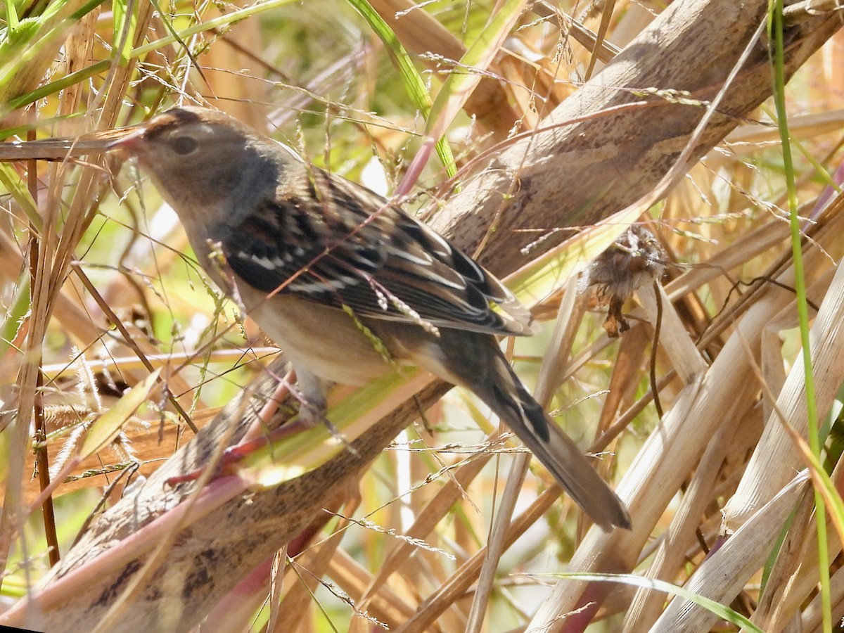 White-crowned Sparrow - ML644098763