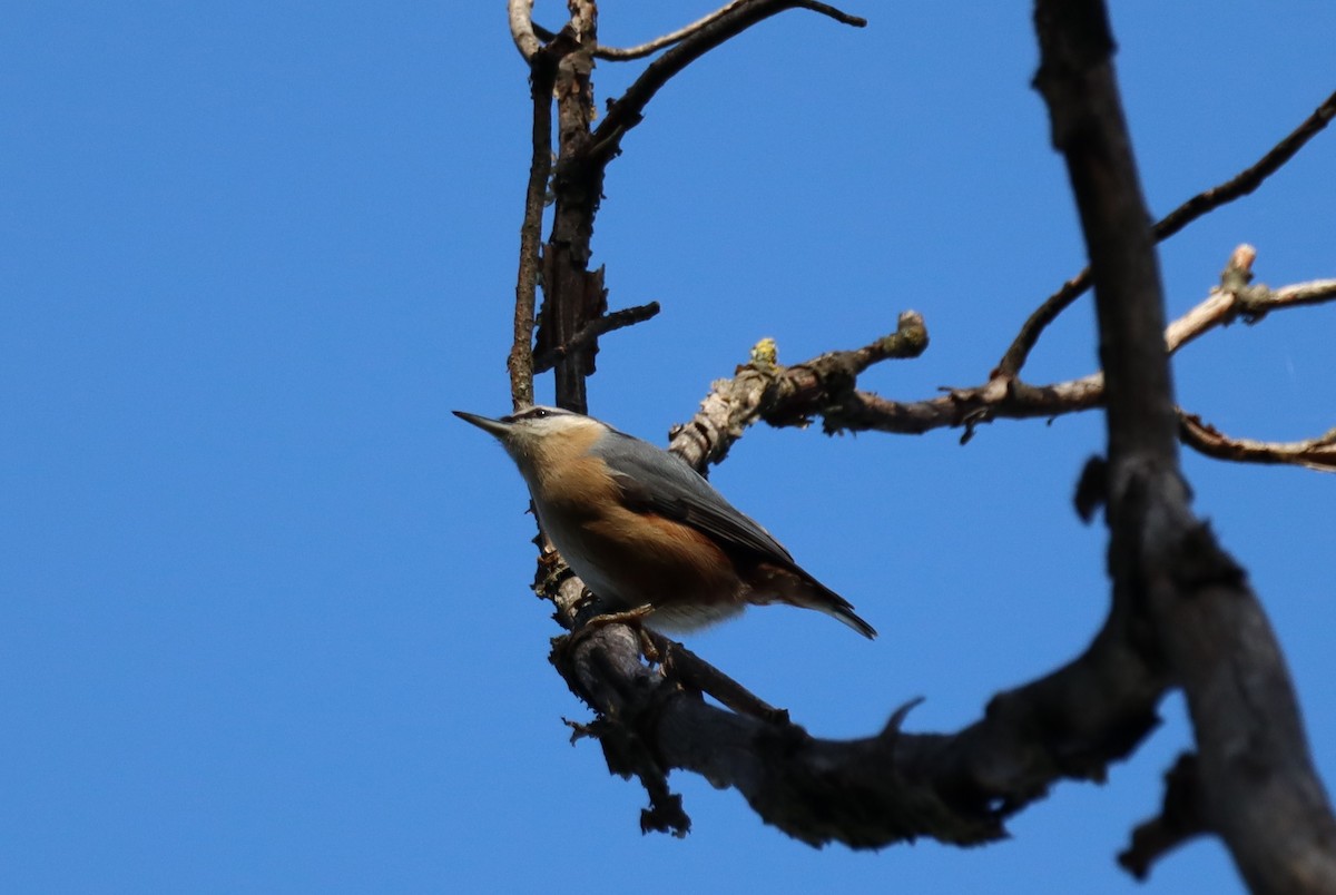 Garrapo eurasiarra - ML644098764