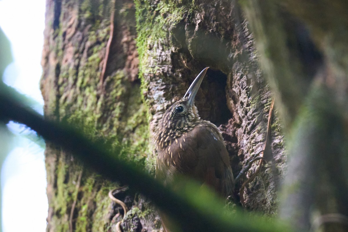 Cocoa Woodcreeper - ML644098774
