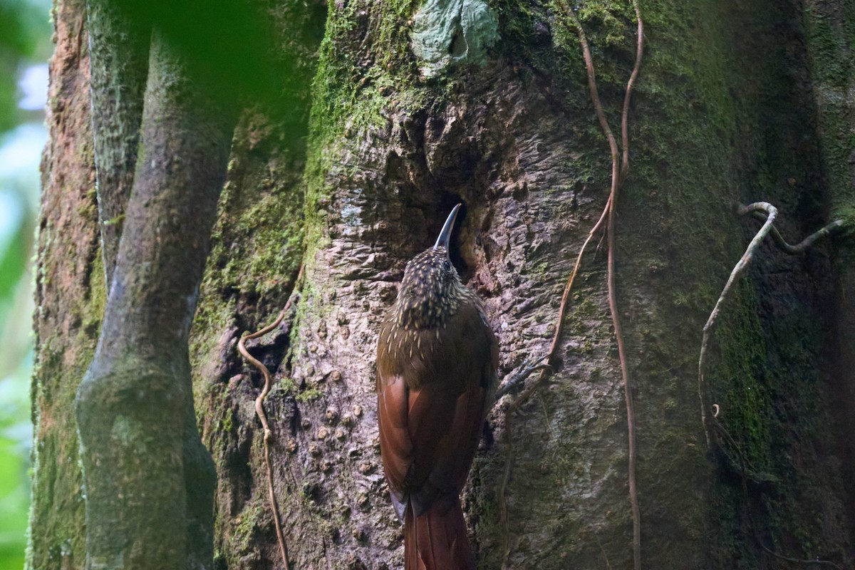 Cocoa Woodcreeper - ML644098775