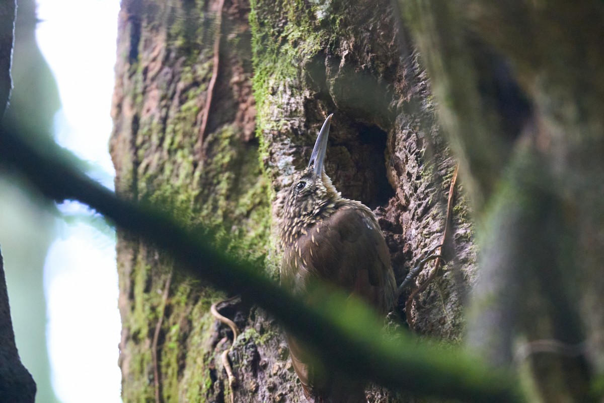 Cocoa Woodcreeper - ML644098776