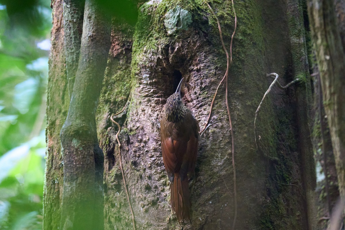 Cocoa Woodcreeper - ML644098777