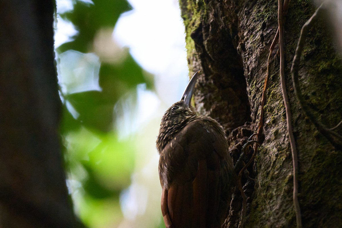 Cocoa Woodcreeper - ML644098778
