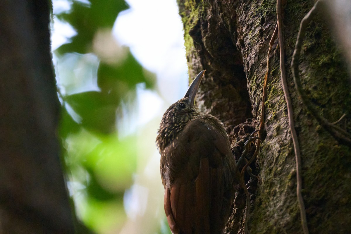 Cocoa Woodcreeper - ML644098779