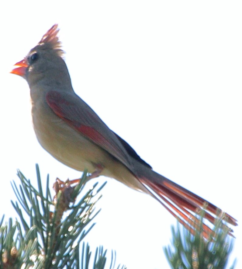 Northern Cardinal - ML644098783