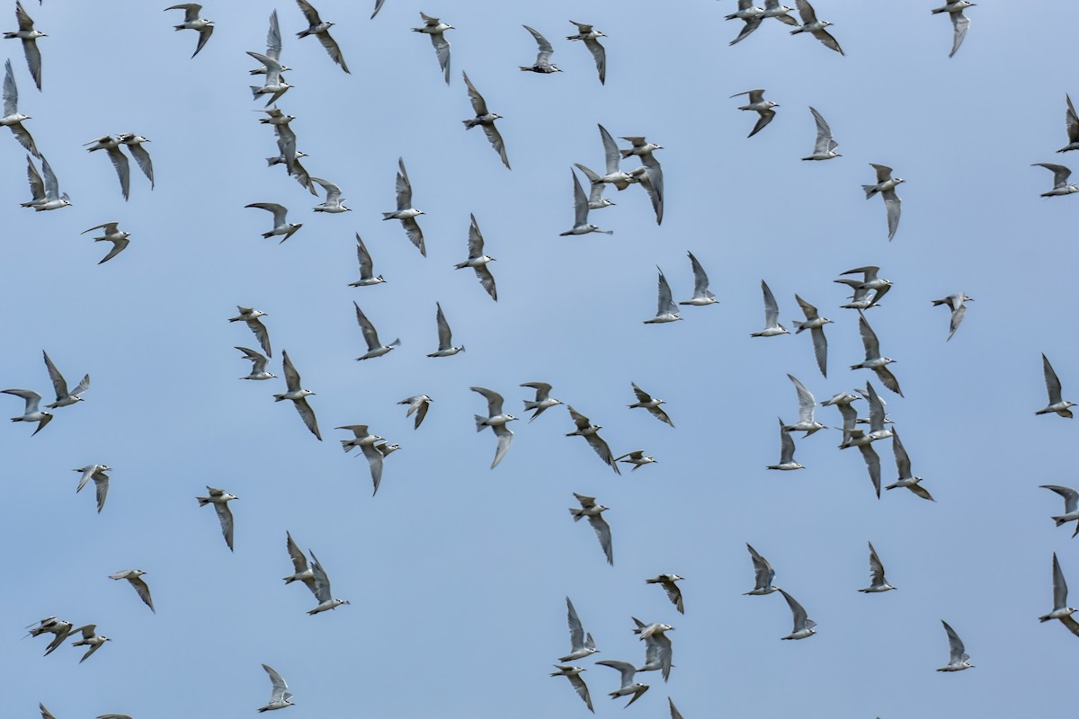 Whiskered Tern - ML644098792