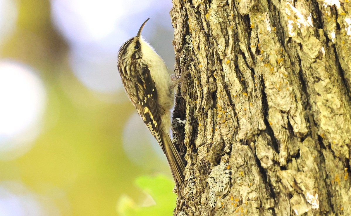 Brown Creeper - ML644098801