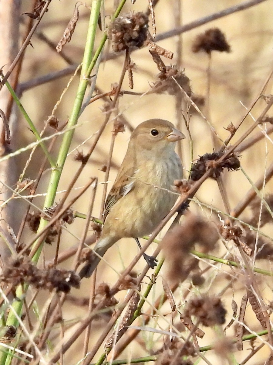 Indigo Bunting - ML644098803