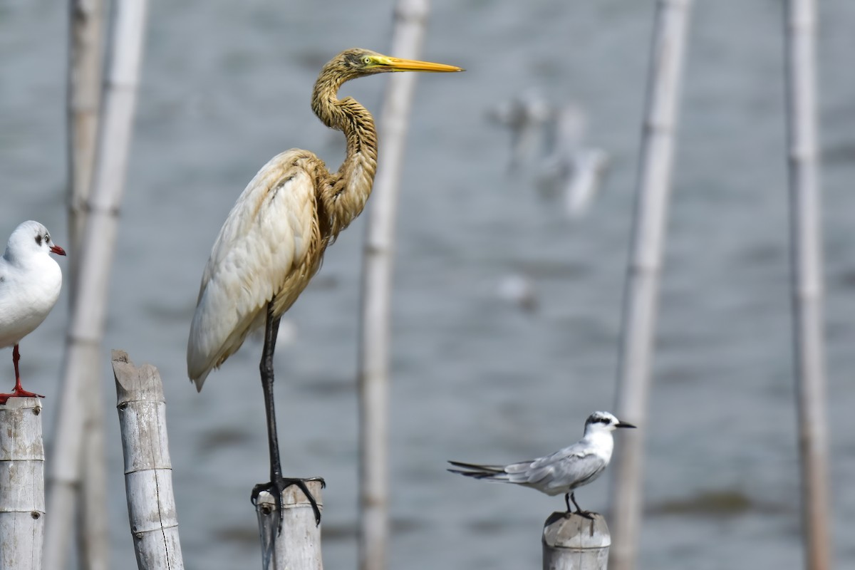 Great Egret - ML644098805
