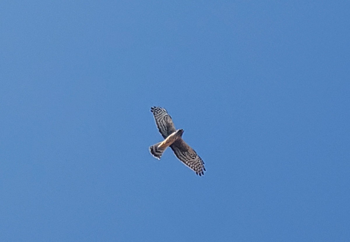 Northern Harrier - ML644098819