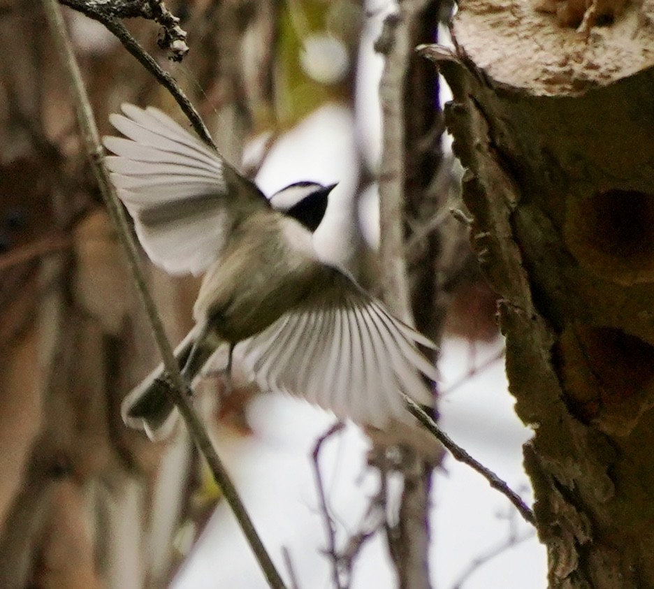 Carolina Chickadee - ML644098824