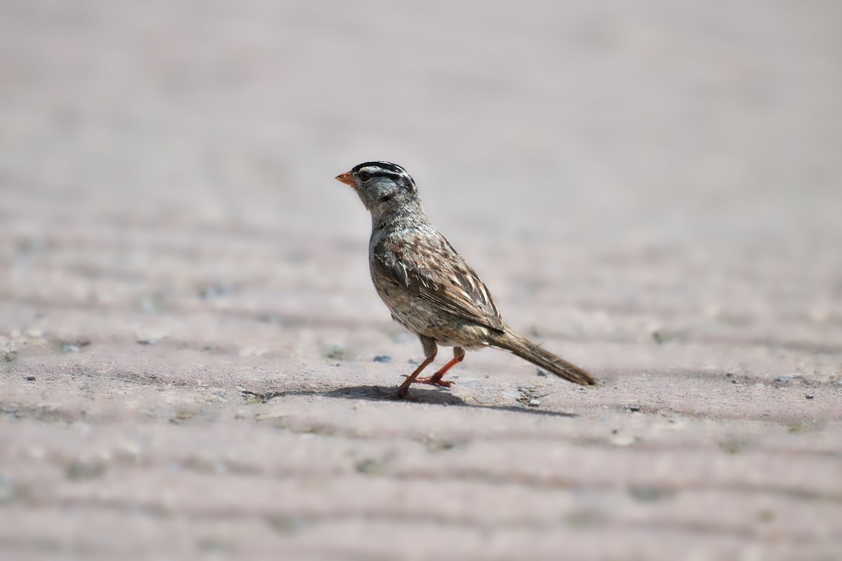 Dachsammer - ML644098825