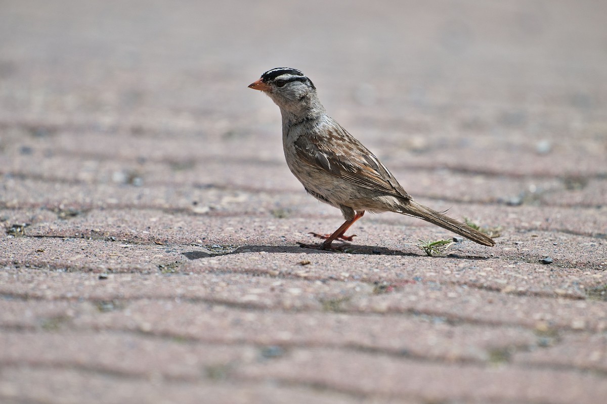 Dachsammer - ML644098826