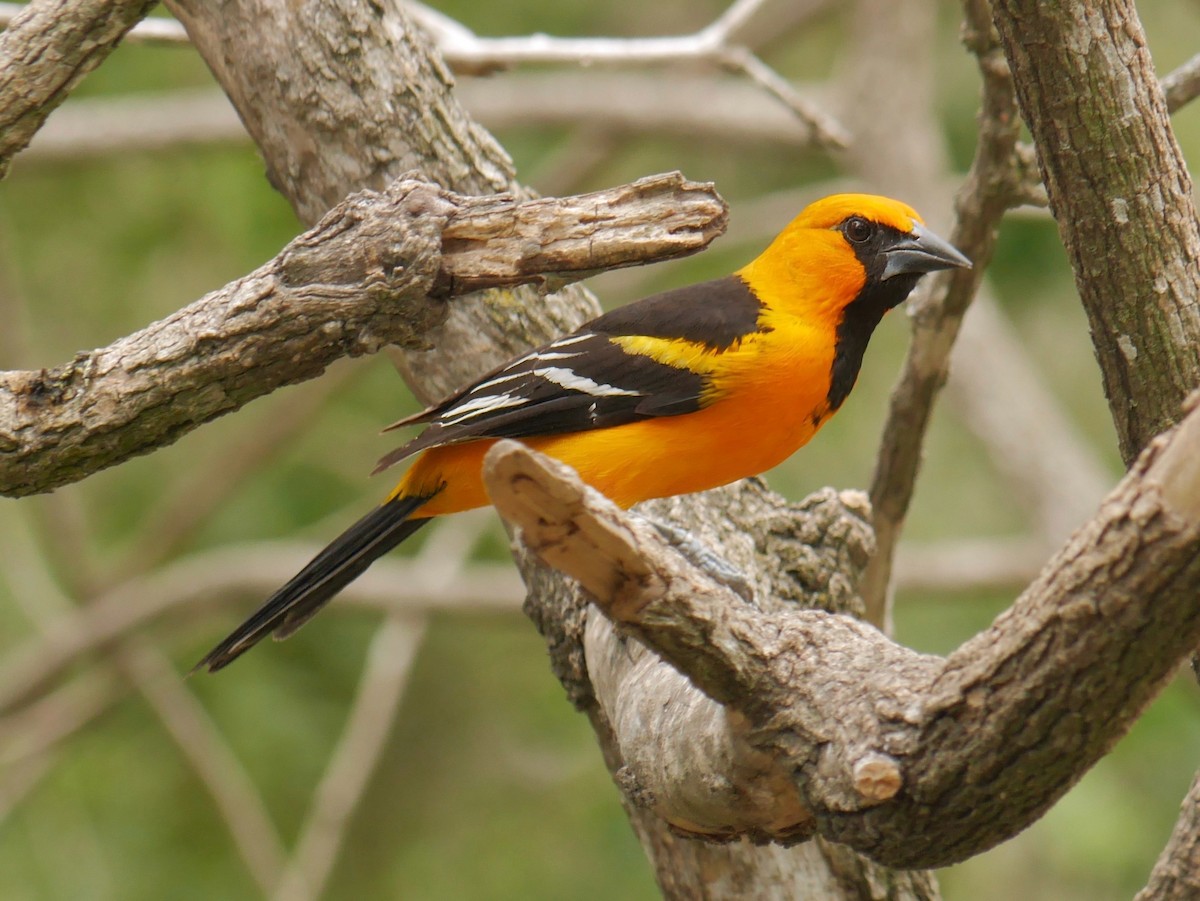 Oriole à gros bec - ML644098828