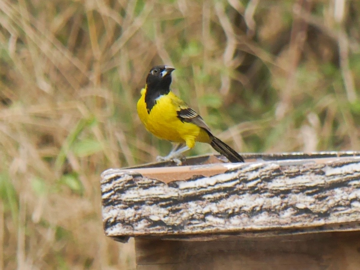 Oriole d'Audubon - ML644098849