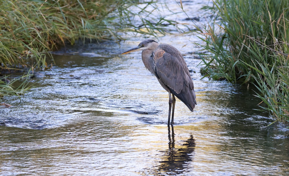 Great Blue Heron - ML644098855