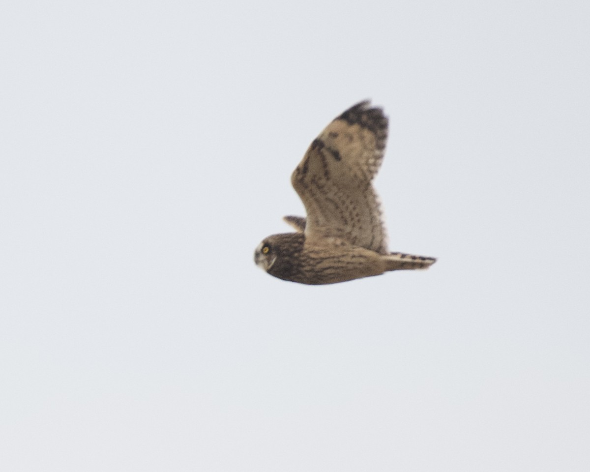 Short-eared Owl - ML644098856