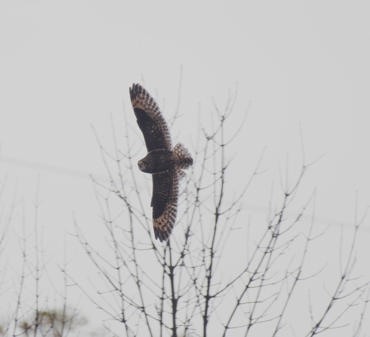 Short-eared Owl - ML644098857
