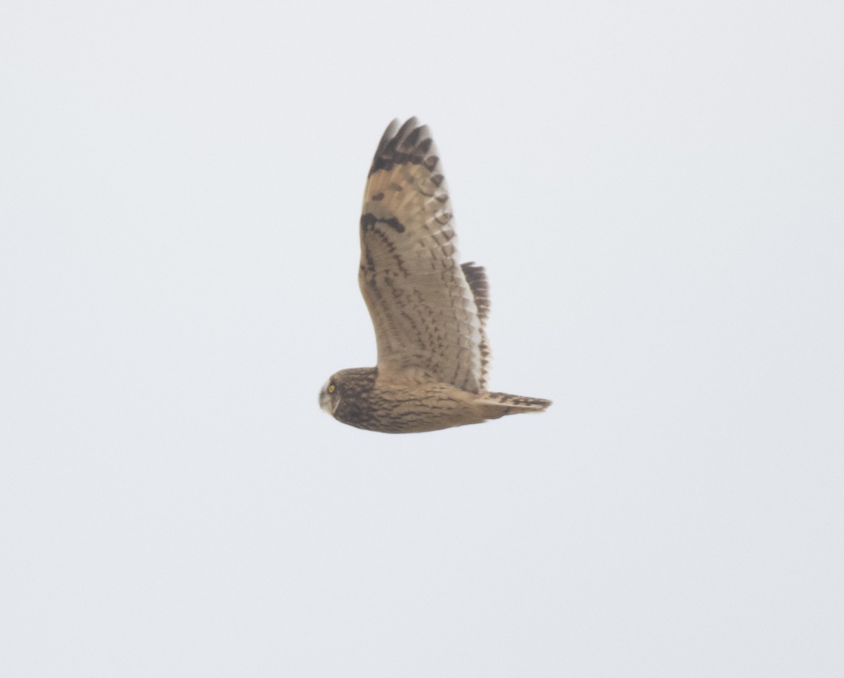 Short-eared Owl - ML644098858