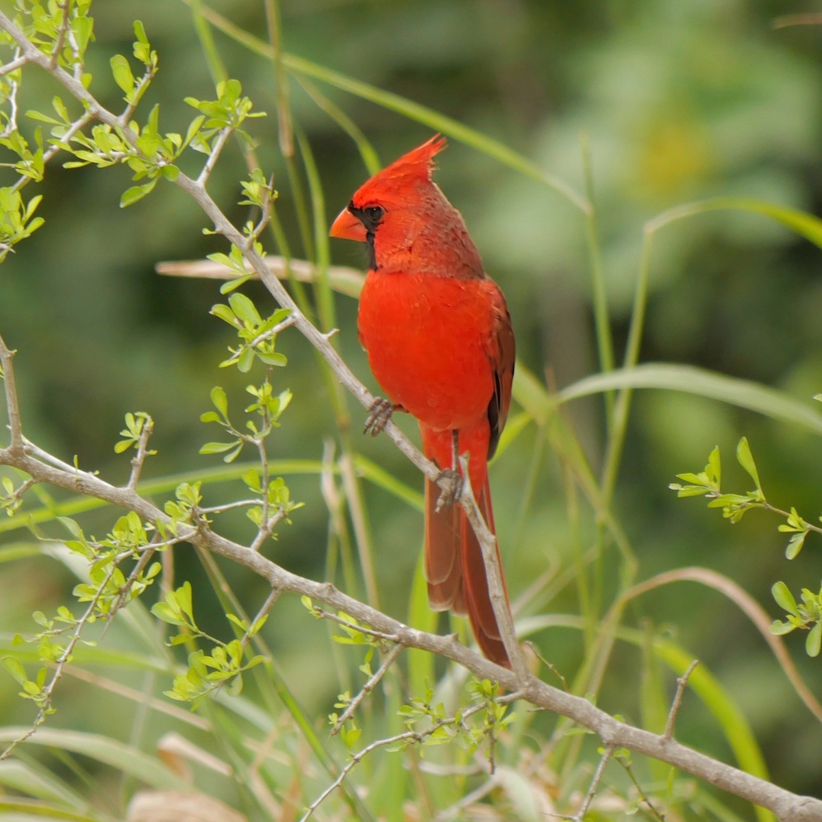 Cardinal rouge - ML644098860