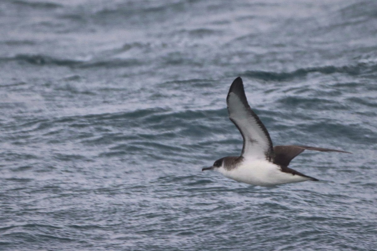 Manx Shearwater - ML644098863