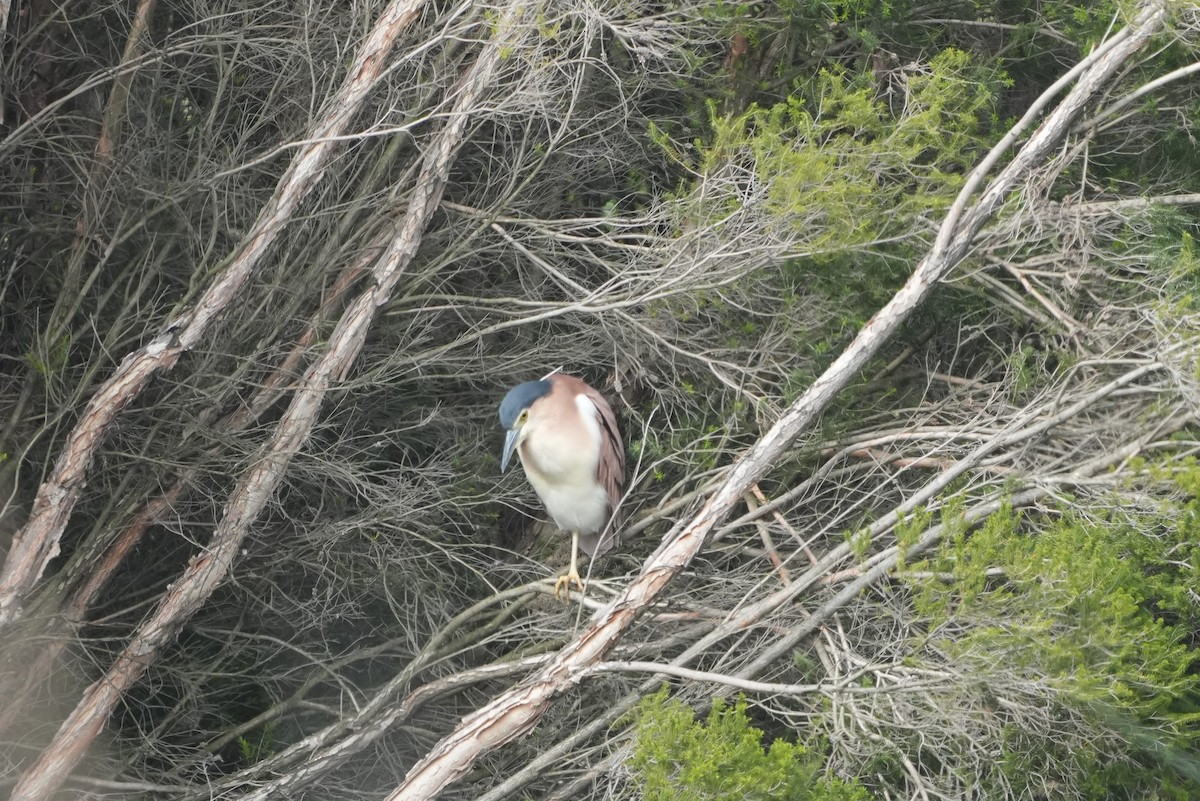 Nankeen Night Heron - ML644098876