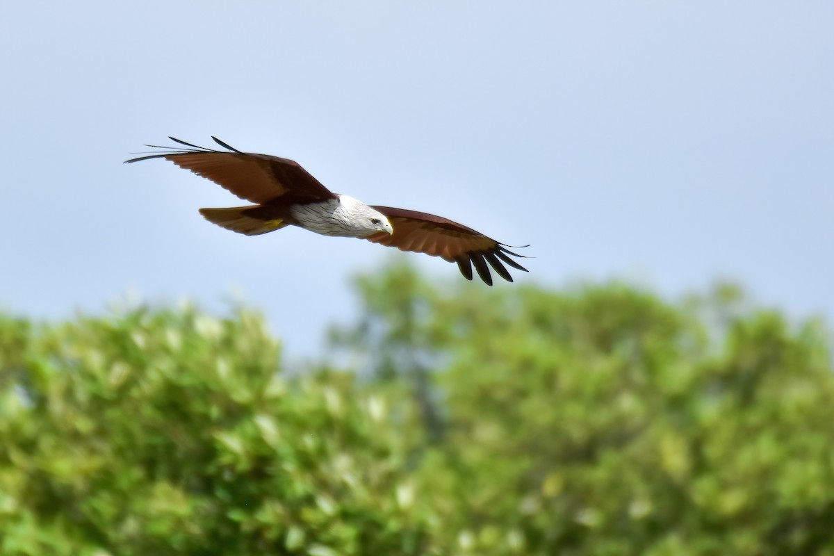 Brahminy Kite - ML644098879