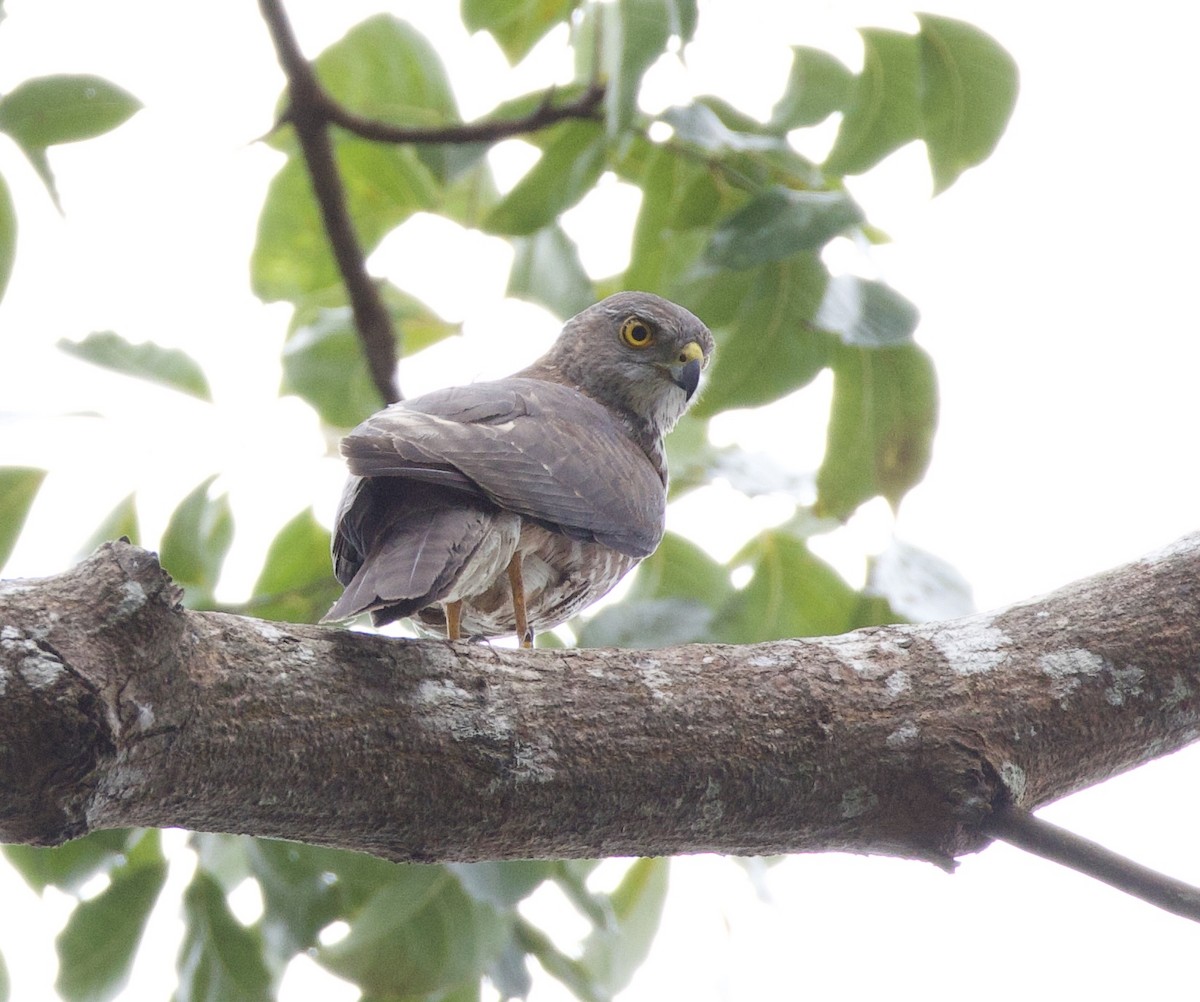 Fiji Goshawk - ML644098889