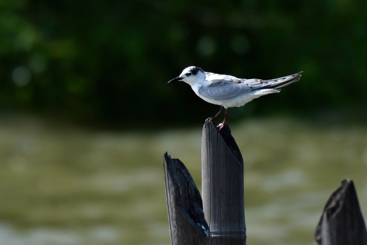 Whiskered Tern - ML644098909