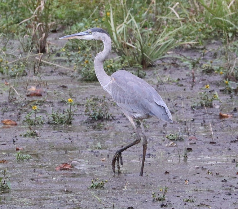 Great Blue Heron - ML644098916
