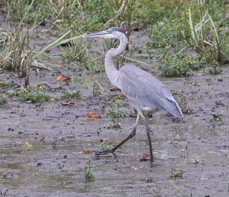 Great Blue Heron - ML644098917