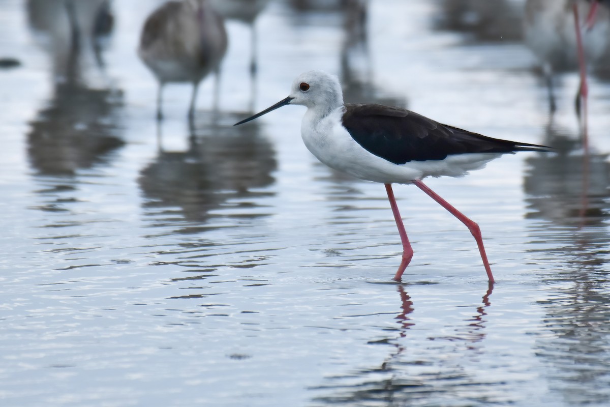 Black-winged Stilt - ML644098925