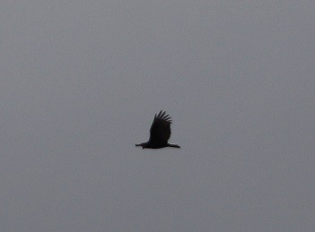 Turkey Vulture - ML644098930