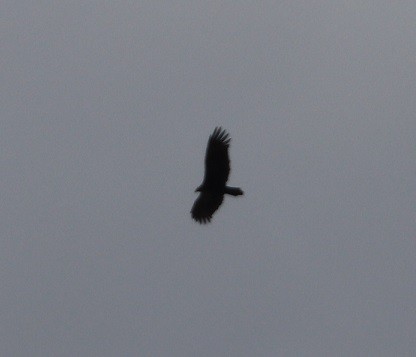 Turkey Vulture - ML644098931